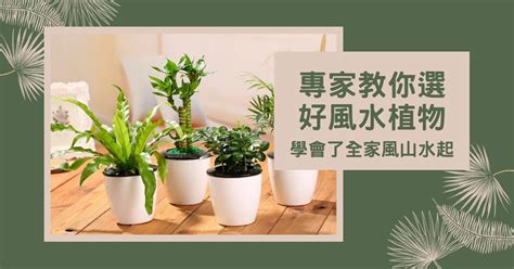 植物風水禁忌|【風水植物大全】專家教你選好風水植物，學會了全家。